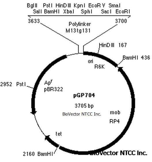 pGP704