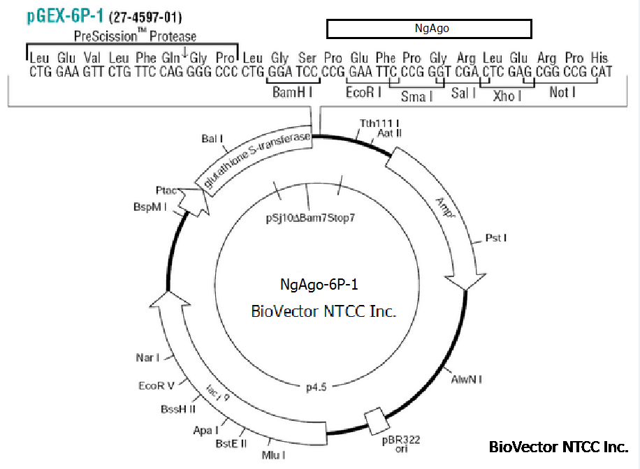 NgAgo-6P-1原核过表达质粒GST标签NgAgo蛋白表达载体,Ptac强启动子,GST纯化标签,PreScission Protease蛋白酶切割位点可以在表达纯化后切掉GST蛋白标签,新型NgAgo基因编辑系统。BioVector NTCC质粒载体菌种细胞基因保藏中心提供