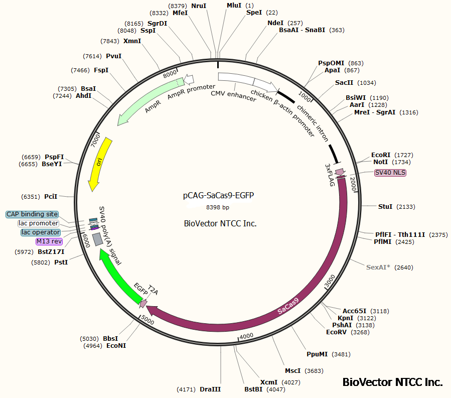 pCAG-SaCas9-EGFP质粒CRISPR-Cas9系统金葡菌Cas9荧光表达载体,CAG启动子,表达人源密码子优化的金黄色葡萄球菌Cas9基因,T2A自裂肽,EGFP绿色荧光蛋白,适合多能干细胞和其他哺乳动物细胞表达。BioVector NTCC质粒载体菌种细胞基因保藏中心提供.png