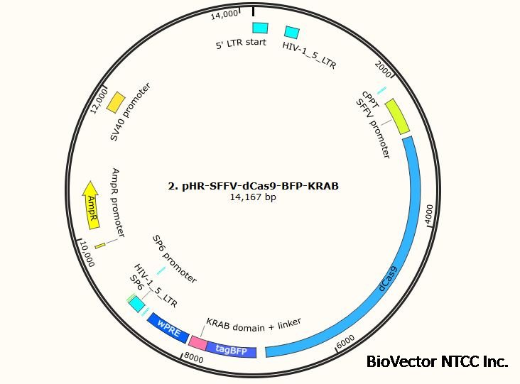 pHR-SFFV-dCas9-TagBFP-KRAB.jpeg