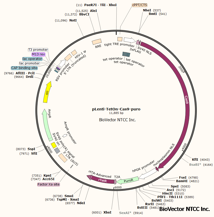 pLenti-tetOn-Cas9-puro多西环素诱导表达型CRISPR-Cas9慢病毒载体质粒,Doxycycline-inducible lentiviral expression of SpCas9. 带有tight TRE启动子,tet operator,SpCas9基因,3xFlag标签,puromycin嘌呤霉素真核细胞筛选标记,Amp抗性。BioVector NTCC质粒载体菌种细胞基因保藏中心提供.png