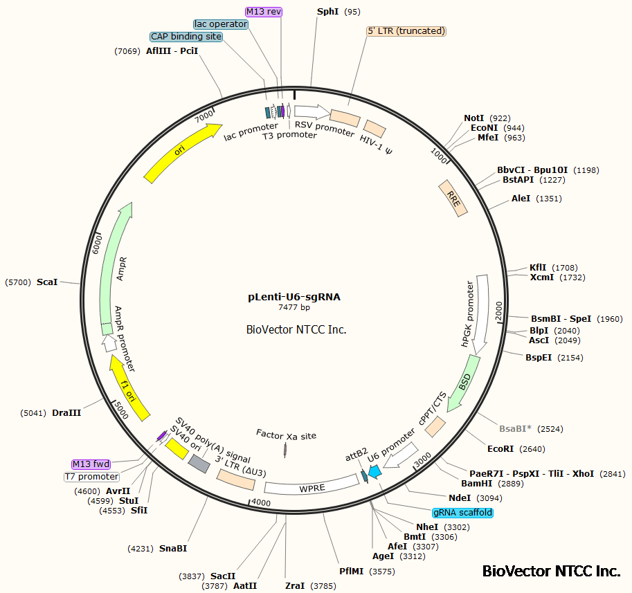pLenti-U6-sgRNA-BSD配套sgRNA慢病毒表达载体多西环素诱导表达Cas9系统-BioVector NTCC质粒载体菌种细胞基因保藏中心.png