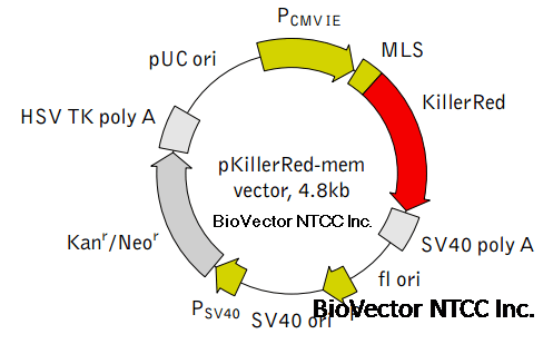 pKillerRed-mem膜定位超强红色荧光表达载体质粒,荧光强度是普通RFP的20倍以上。CMV启动子,Kan抗性G418筛选标记。BioVector NTCC质粒载体菌种细胞基因保藏中心提供