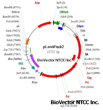 pLentiPack2慢病毒高滴度包装质粒 BioVector NTCC质粒载体菌种细胞基因保藏中心提供.png