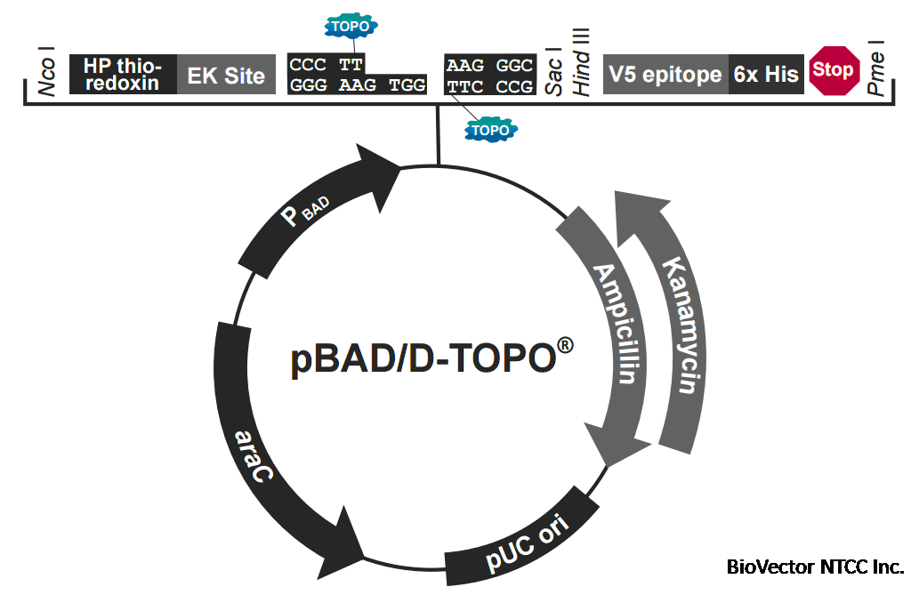 pBAD102-D-TOPO vector map.gif