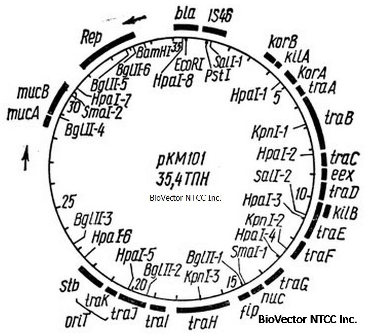 pKM101 BioVector NTCC Inc.