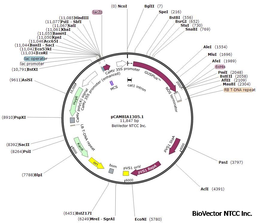 pCAMBIA1305.1.jpg BioVector NTCC质粒载体菌种细胞蛋白抗体基因保藏中心