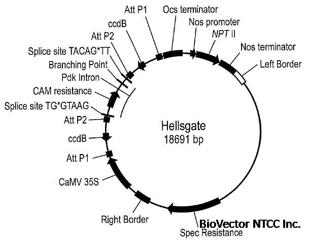 pHellsgate vector BioVector NTCC质粒载体菌种细胞蛋白抗体基因保藏中心