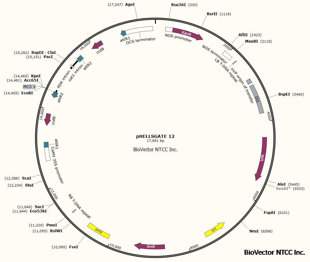 pHellsgate12 BioVector NTCC质粒载体菌种细胞蛋白抗体基因保藏中心