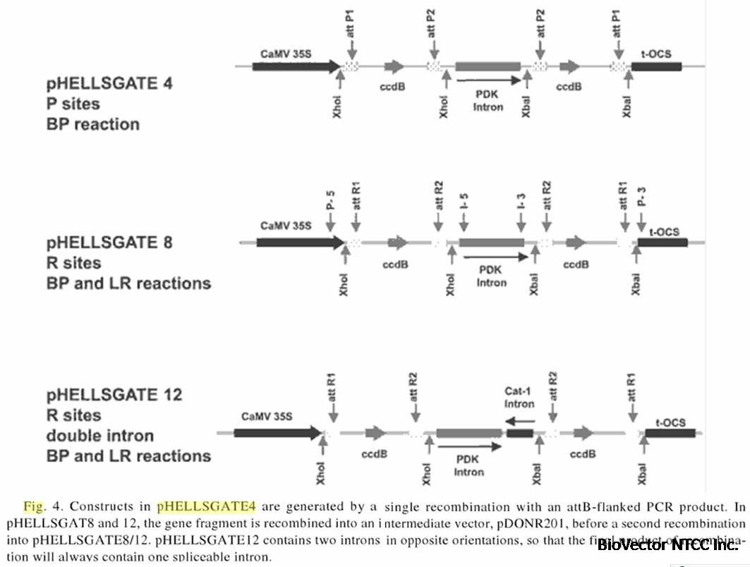pHellsgate4,8,12 map.jpg