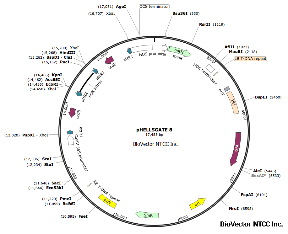 pHellsgate8植物RNAi载体Gateway质粒,PDK intron内含子序列两恻利用Gateway技术插入干扰RNA序列,形成茎环结构,难度低于常规酶切酶连。另有pHellsgate4,pHellsgate12。BioVector NTCC中国质粒载体菌种细胞基因保藏中心提供.png