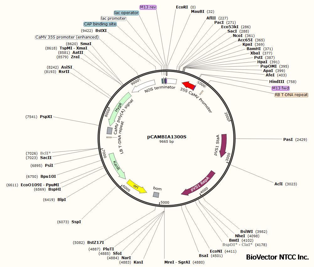 pCAMBIA1300S植物过表达载体,MCS区添加了35S启动子和Nos terminator终止子,便于基因插入和表达。BioVector NTCC质粒载体菌种细胞蛋白抗体基因保藏中心提供.png