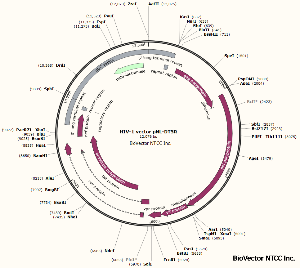 HIV-1 vector pNL-DT5R质粒,携带HIV-1病毒gag, pol, envelope等蛋白元件编码基因。BioVector NTCC质粒载体菌种细胞蛋白抗体基因保藏中心提供.png