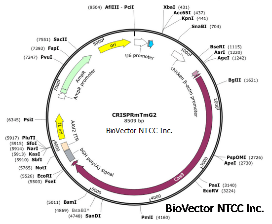 CRISPRmTmG2.png BioVector NTCC质粒载体菌种细胞蛋白抗体基因保藏中心