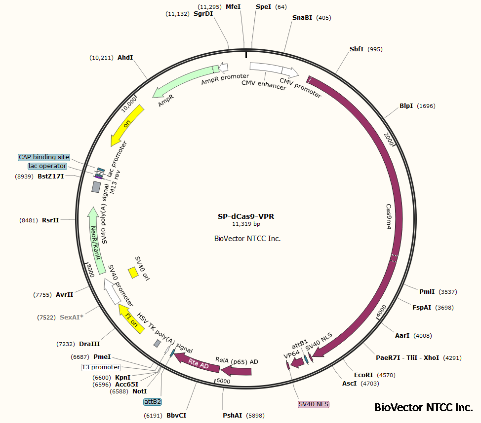SP-dCas9-VPR.png BioVector NTCC质粒载体菌种细胞蛋白抗体基因保藏中心