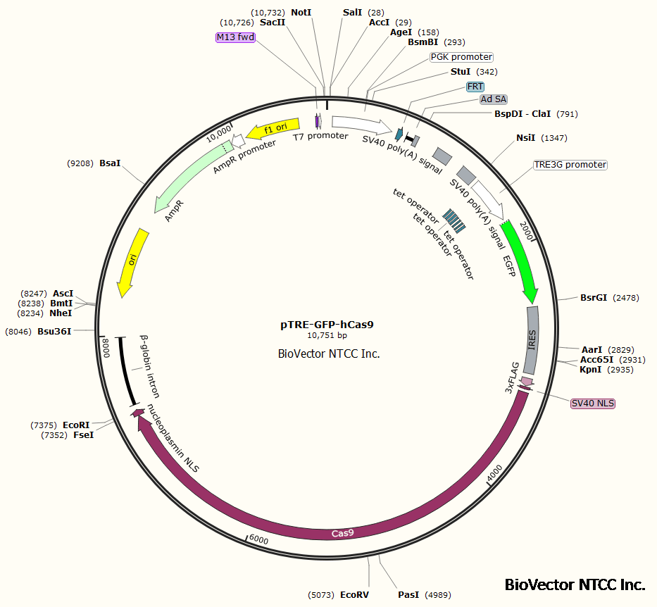 pTRE-GFP-hCas9四环素诱导型绿色荧光标记基因编辑系统载体CRISPR-Cas9,带有TRE3G启动子+EGFP绿色荧光+IRES双顺反子+hCas9基因,3xFlag标签,NLS核定位信号在C端,NsiI位点可以插入U6-sgRNA cassettes. Amp抗性。BioVector NTCC质粒载体菌种细胞蛋白抗体基因保藏中心提供.png