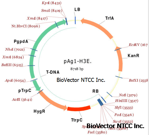 pAg1-H3E真菌表达载体质粒,pTrpC启动子+hygR潮霉素抗性基因+TtrpC终止子,gpdA启动子+MCS多克隆位点区。Kan抗性。BioVector NTCC中国质粒载体菌种细胞基因保藏中心提供.png