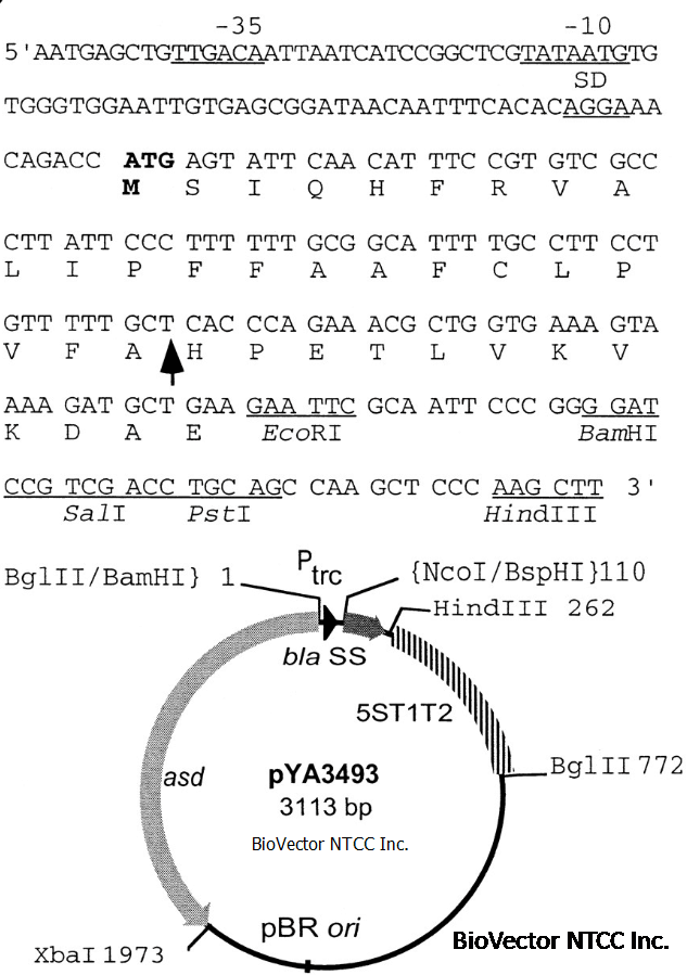 pYA3493减毒沙门氏菌表达载体,Ptrc启动子,BioVector NTCC中国质粒载体菌种细胞基因保藏中心提供.png