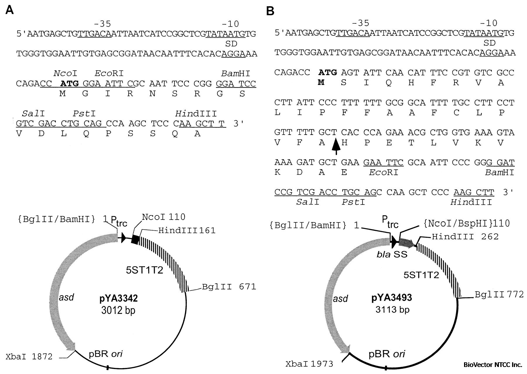 pYA3493, pYA3342.jpg BioVector NTCC Inc.