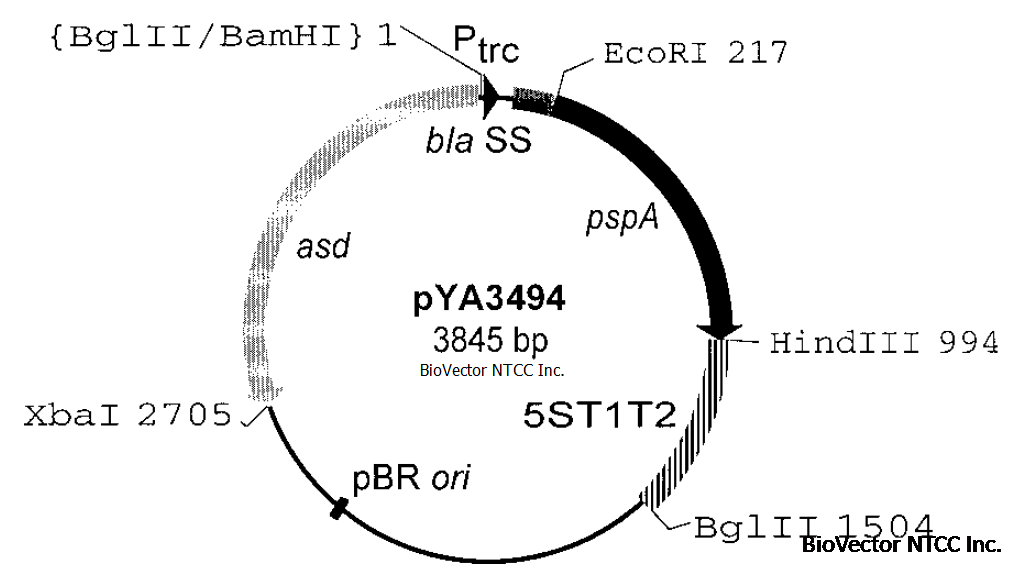 pYA3494减毒沙门氏菌表达载体,Ptrc启动子-BioVector NTCC质粒载体菌种细胞蛋白抗体基因保藏中心提供.png