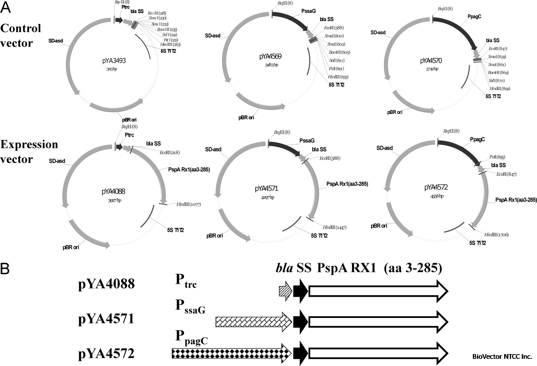 pYA3493, pYA4569, pYA4570, pYA4088, pYA4571, pYA4572.jpg BioVector NTCC Inc.