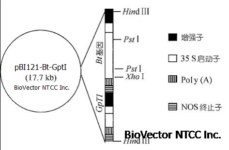 pBI121-Bt-GpTi棉花抗虫基因表达质粒,双35S启动子分别表达Bt和GpTi豇豆胰蛋白酶抑制剂基因,已成功转化棉花获得抗虫棉植株。BioVector NTCC质粒载体菌种细胞蛋白抗体基因保藏中心提供.png