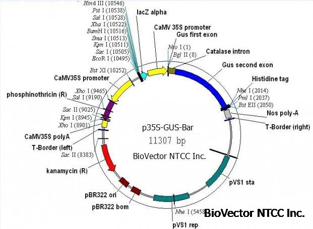p35S-GUS-Bar植物抗除草剂基因过表达载体GUS标记,PPT基因编码抗除草剂Bar抗性。BioVector NTCC质粒载体菌种细胞蛋白抗体基因保藏中心提供.jpg