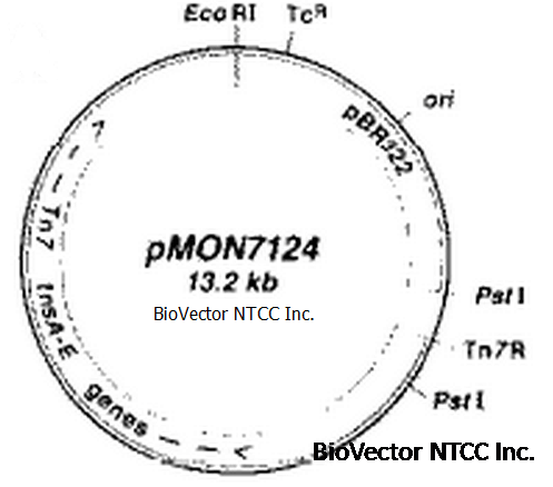 pMON7124转座子载体辅助质粒,编码转座酶蛋白,带有四环素抗性。BioVector NTCC质粒载体菌种细胞蛋白抗体基因保藏中心www.biovector.net encodes the transposase and confers resistance to tetracycline..png