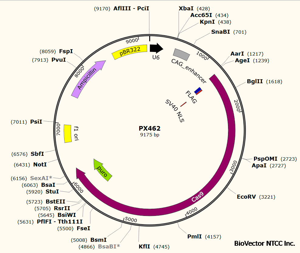 PX462.jpg BioVector NTCC质粒载体菌种细胞蛋白抗体基因保藏中心www.biovector.net