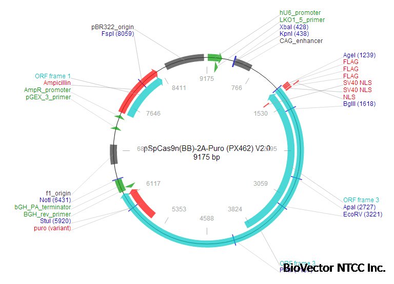 PX462 V2.0.jpg BioVector NTCC质粒载体菌种细胞蛋白抗体基因保藏中心www.biovector.net