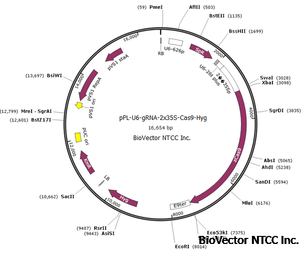 pPL-U6-gRNA-3x35S-Cas9-Hyg植物基因编辑CRISPR-Cas9二合一载体,AtU6-26启动子+gRNA插入区,2x35S启动子+zCas9基因表达框,Kan抗性,Hygromycin潮霉素植物筛选标记。BioVector NTCC质粒载体菌种细胞蛋白抗体基因保藏中心www.biovector.net fr962201.png