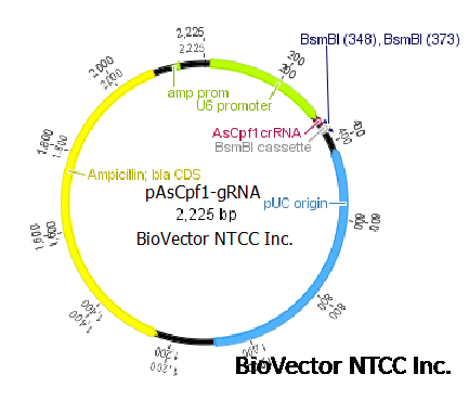 pAsCpf1-gRNA基因编辑CRISPR-Cpf1系统guide RNA克隆载体,将AsCpf1 crRNA spacer序列插入到BsmBI位点之间,U6启动子,Amp抗性。BioVector NTCC质粒载体菌种细胞蛋白抗体基因保藏中心www.biovector.net.png