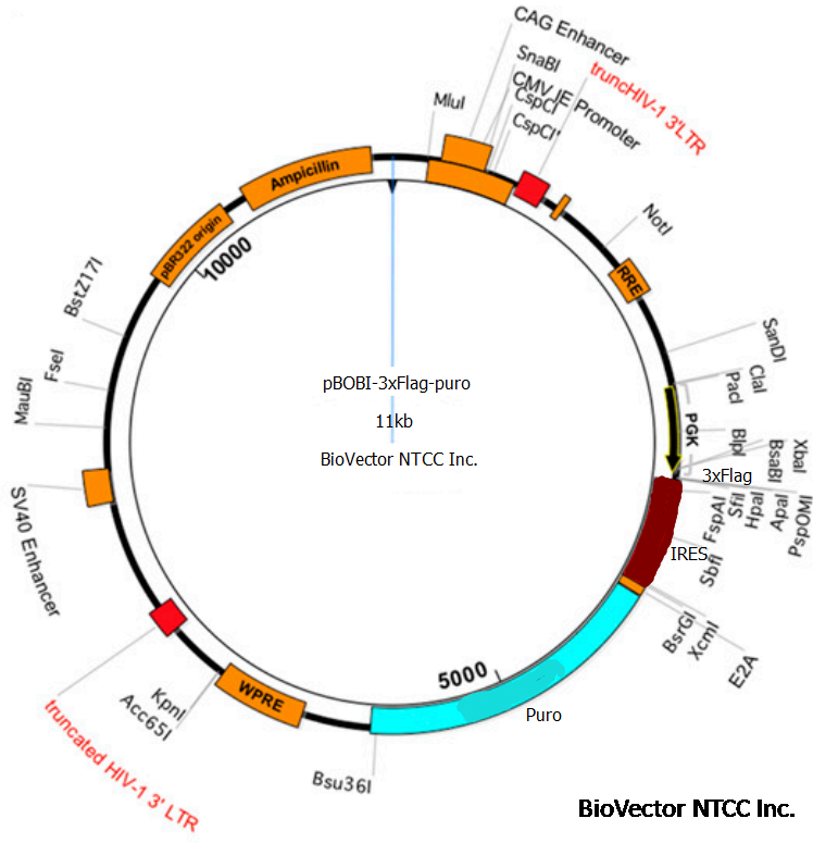 pBOBI-3xFlag-puro慢病毒表达载体,PGK启动子,IRES+puro筛选标记。Amp抗性。BioVector NTCC质粒载体菌种细胞蛋白抗体基因保藏中心www.biovector.net.png