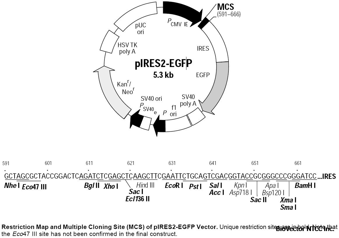 pIRES2-EGFP载体图谱和多克隆位点.jpg