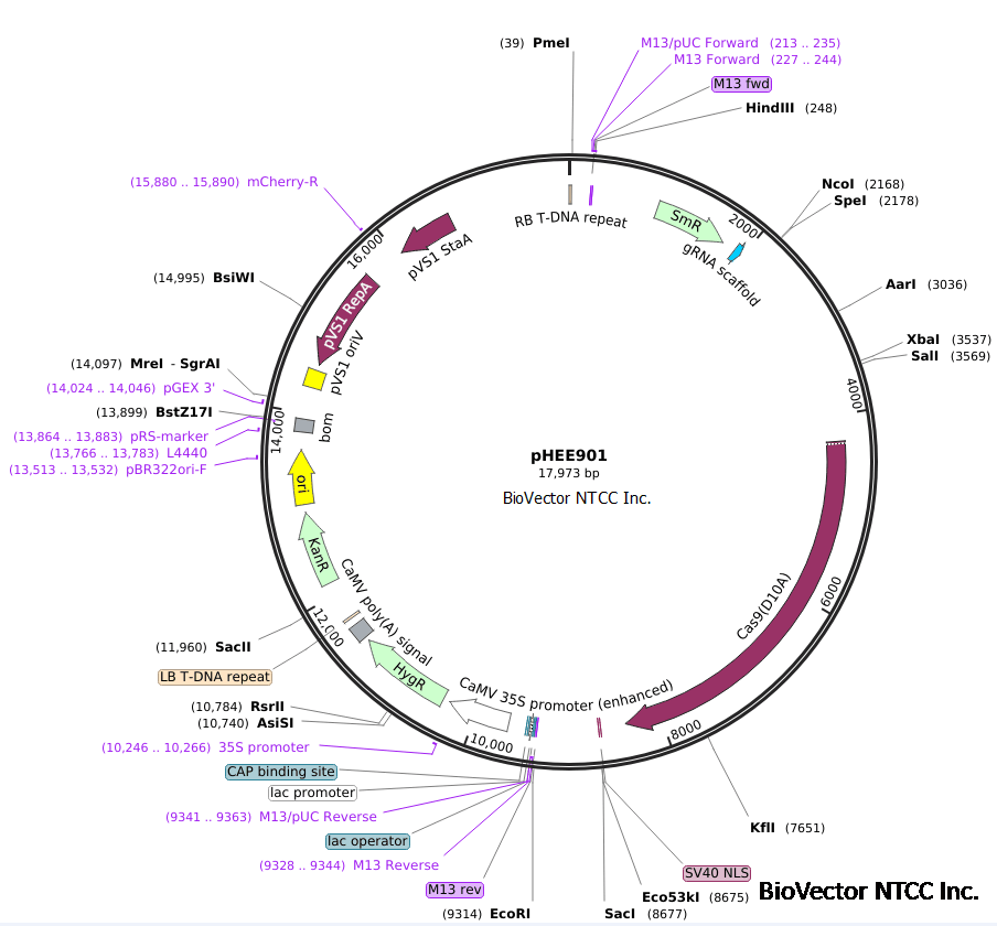 pHEE901植物基因编辑CRISPR-Cas9载体-BioVector NTCC质粒载体菌种细胞蛋白抗体基因保藏中心.png