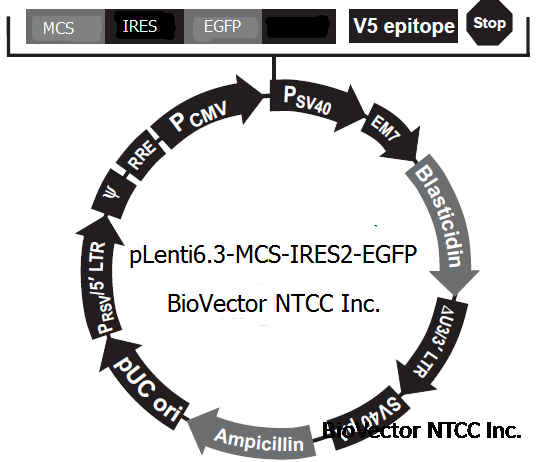 pLenti6.3-MCS-IRES2-EGFP慢病毒荧光非融合表达载体,CMV启动子,目的基因与EGFP之间带有IRES序列,V5标签,Blasticidin瘟稻素细胞筛选标记,Amp抗性。BioVector NTCC质粒载体菌种细胞蛋白抗体基因保藏中心.png