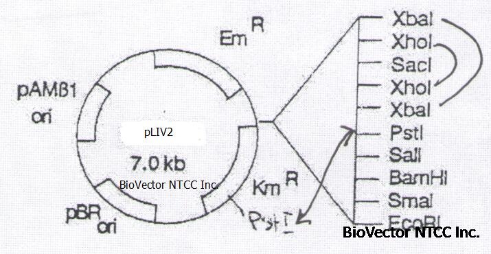 pLIV2单增李斯特菌穿梭表达载体-BioVector NTCC质粒载体菌种细胞蛋白抗体基因保藏中心.jpg