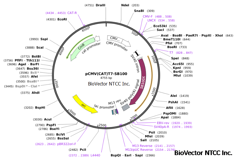 pCMV(CAT)T7-SB100睡美人转座子载体哺乳动物细胞基因稳定转入载体,CMV+T7启动子,表达SB100X转座酶,Cm氯霉素抗性。BioVector NTCC质粒载体菌种细胞蛋白抗体基因保藏中心.png