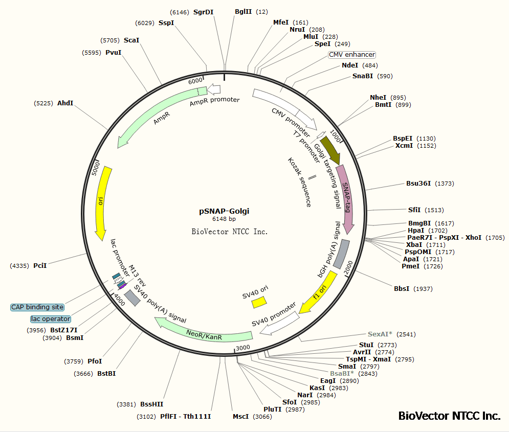 pSNAP-Golgi高尔基体定位SNAP Tag表达质粒,CMV启动子,Amp抗性,Neo-G418细胞筛选标记。BioVector NTCC质粒载体菌种细胞蛋白抗体基因保藏中心.png