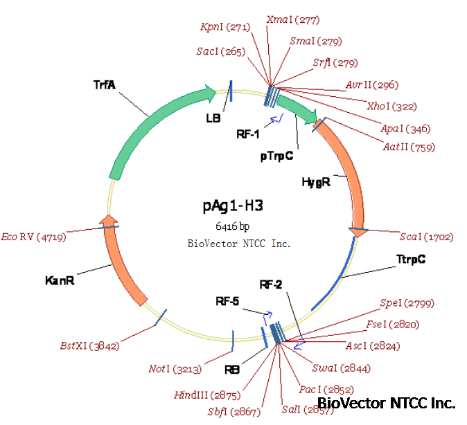 pAG1-H3里氏木霉表达载体Trichoderma reesei真菌表达质粒ATMT农杆菌介导转化,带有pTrpC启动子和TtrpC终止子,潮霉素真菌筛选标记,Kan卡那霉素原核抗性。穿梭载体。BioVector NTCC质粒载体菌种细胞蛋白抗体基因保藏中心www.biovector.net.png