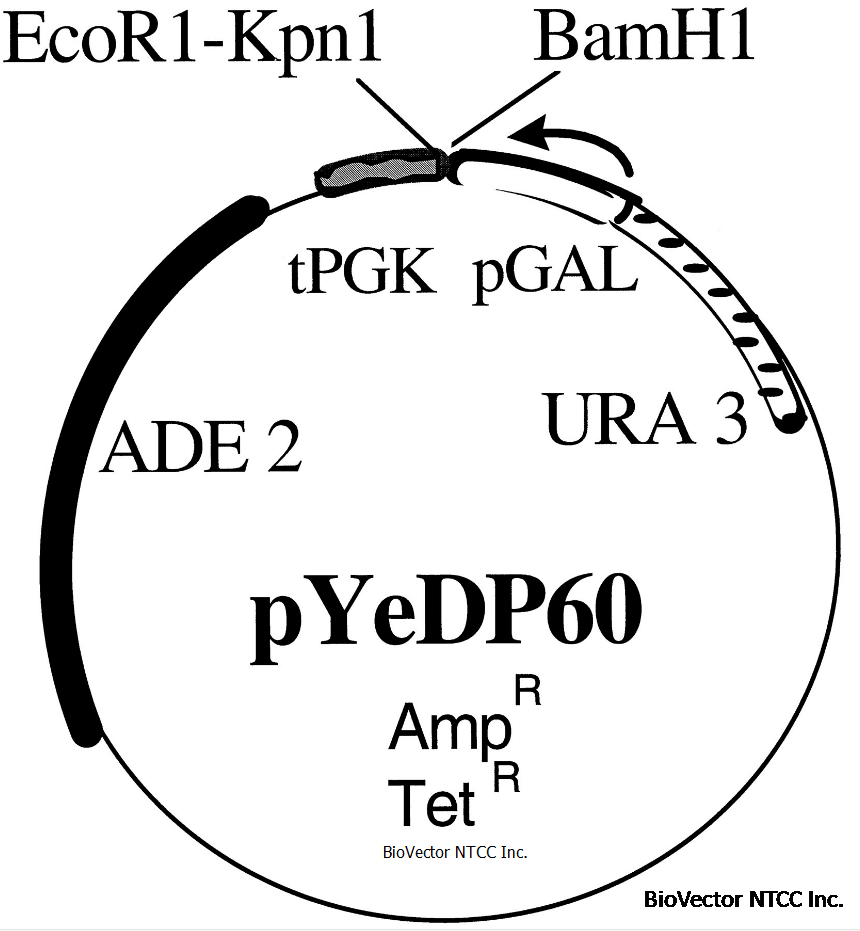 pYeDP60酵母表达载体-BioVector NTCC质粒载体菌种细胞基因保藏中心提供.png