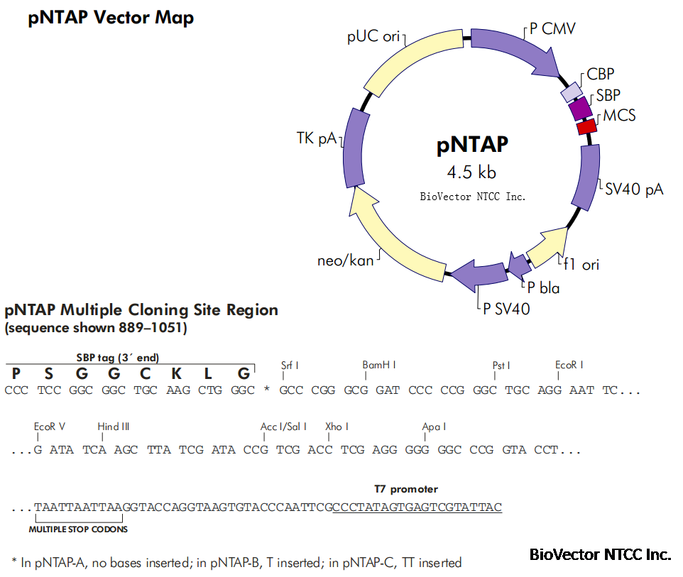 pNTAP哺乳动物细胞TAP标签表达质粒载体.png BioVector NTCC质粒载体菌种细胞蛋白抗体基因保藏中心www.biovector.net