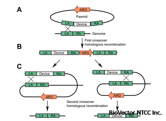 铜绿假单胞菌基因组编辑