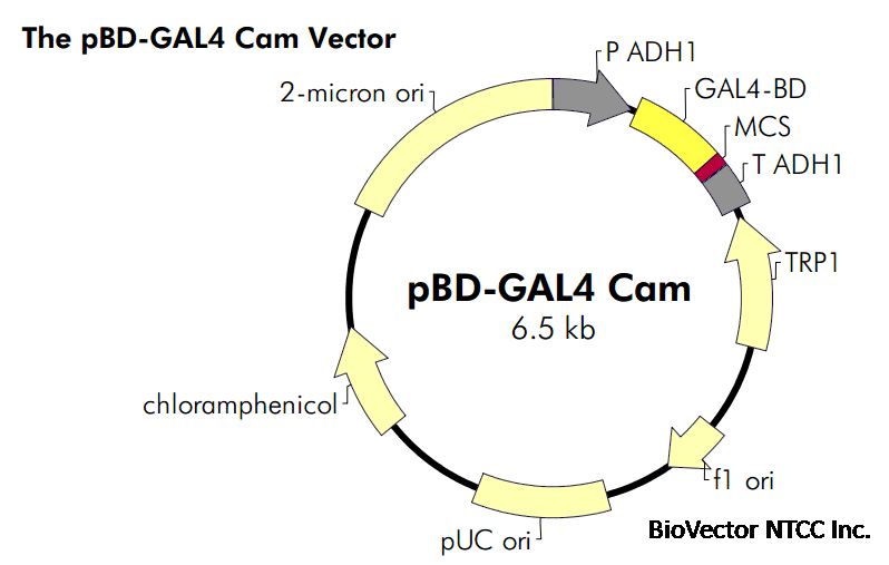 pBD-GAL4-Cam- 北京华越洋生物