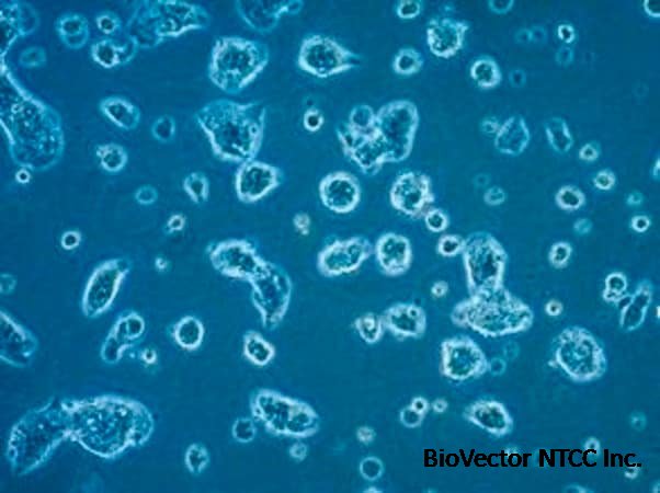 LbetaT2 Mouse Pituitary Gonadotrope Cell Line