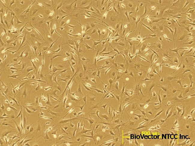 C57BL/6 Mouse Embryonic Fibroblasts, mitC-treated