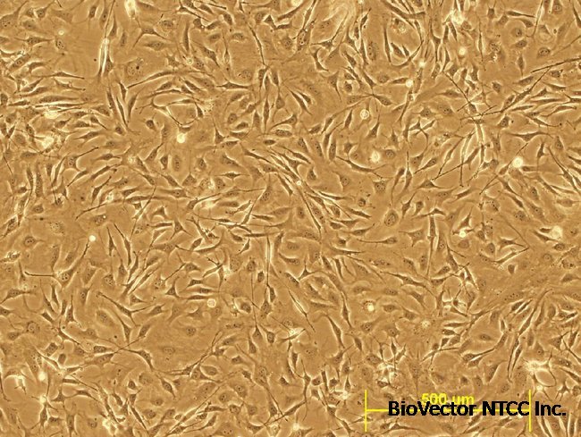 C57BL/6 Mouse Embryonic Fibroblasts, irradiated
