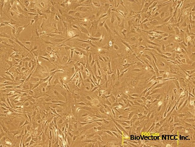 DR4 Mouse Embryonic Fibroblasts, irradiated