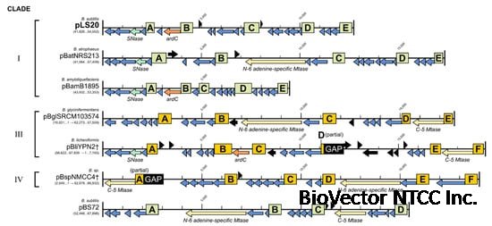 Microorganisms | Free Full-Text | Establishment Genes Present on pLS20  Family of Conjugative Plasmids Are Regulated in Two Different Ways