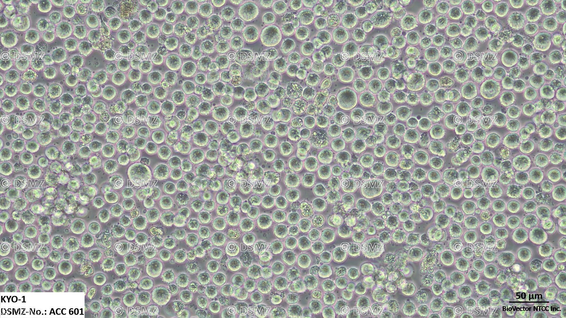 Leibniz Institute | KYO-1 | DSMZ